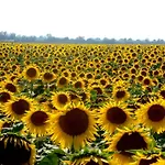 Podere Suvignano 빌라 *