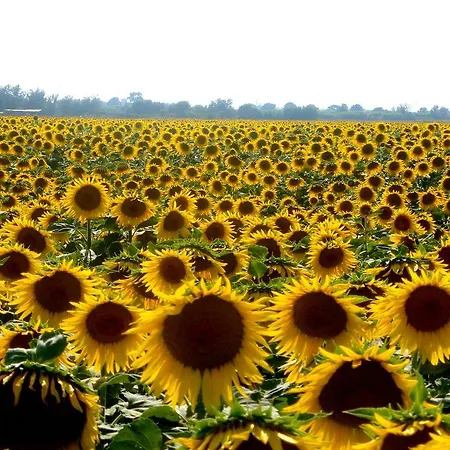Podere Suvignano Villa *