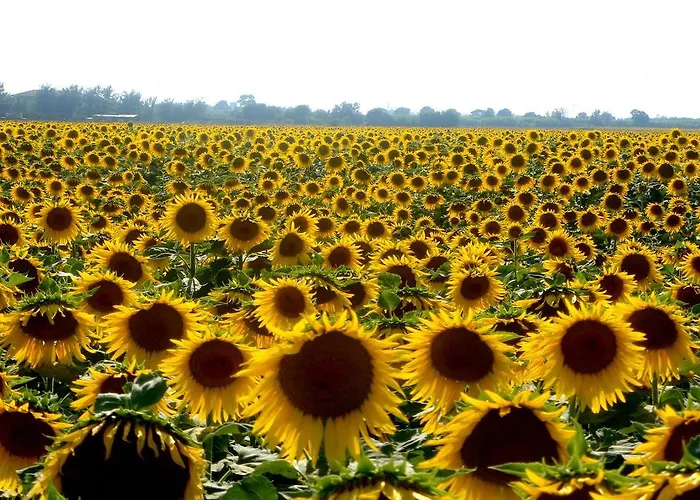 Podere Suvignano Villa *